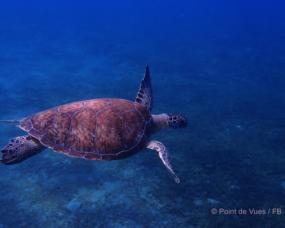 Malendure et en face de la Réserve Cousteau